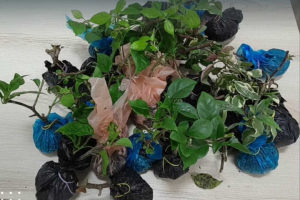 Waspada Ancaman Biologis, Petugas PLBN Entikong Sita Puluhan Bibit Tanaman Tanpa Dokumen