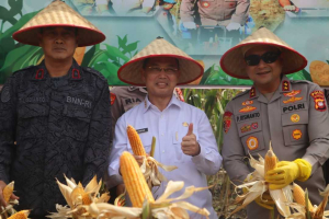 Bengkayang Pecahkan Rekor MURI, Gubernur Ria Norsan Sebut Jagung Kalbar Bakal Pasok Industri Rp1,7 Triliun