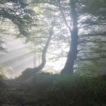 Tata Kelola Berbasis Risiko Jadi Fondasi Pengelolaan Hutan Berkelanjutan