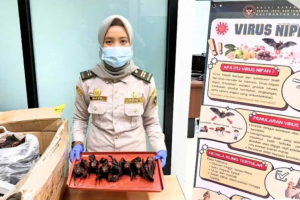 Sembunyikan Daging Kelelawar di Bawah Ikan Asin, Petugas Karantina Aruk Berhasil Bongkar Trik Penyelundup