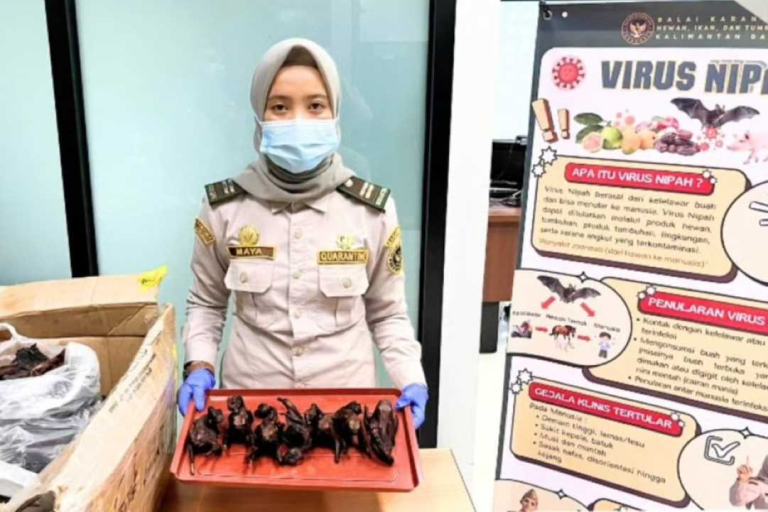 Sembunyikan Daging Kelelawar di Bawah Ikan Asin, Petugas Karantina Aruk Berhasil Bongkar Trik Penyelundup