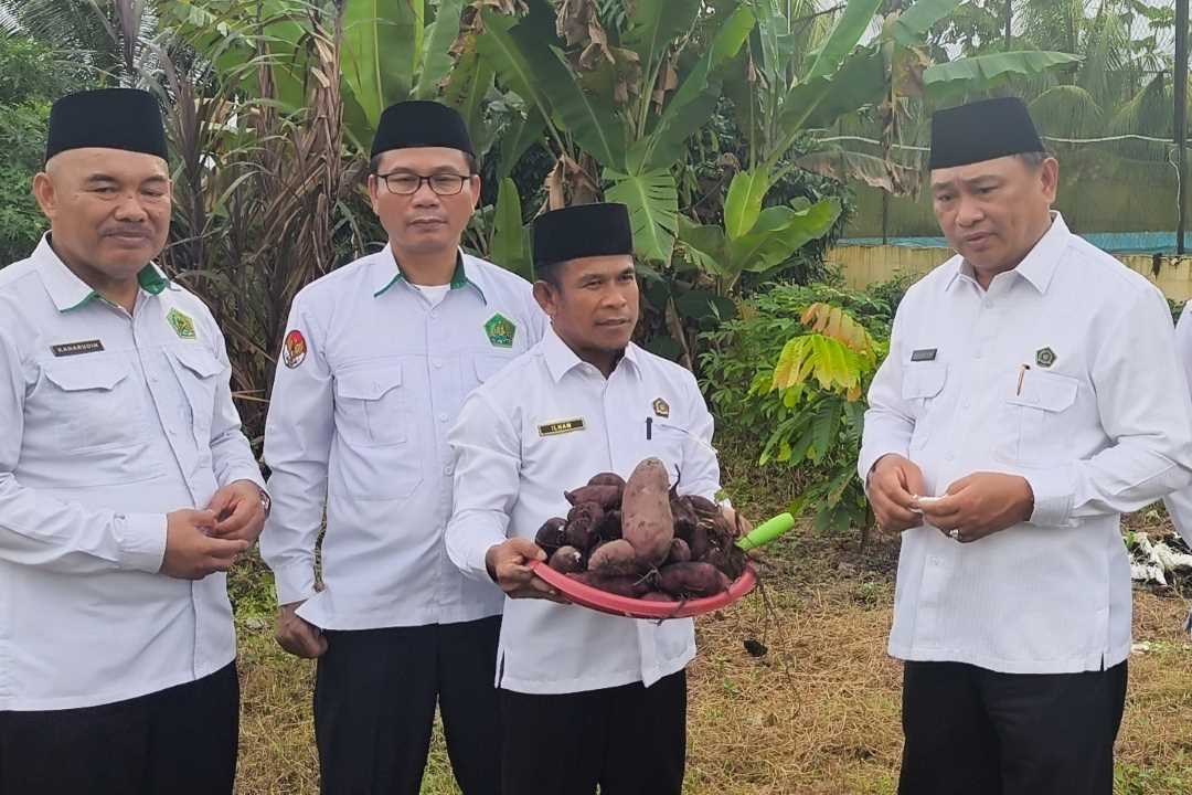 Uji Coba Pemanfaatan Lahan Berhasil, Muhajirin Yanis Panen Langsung Ubi Jalar di Kemenag Sambas