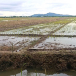 Bangun Kemandirian Pendidikan, MIS Nurul Huda Seburing Sulap Sawah Wakaf Jadi Sumber Dana Operasional