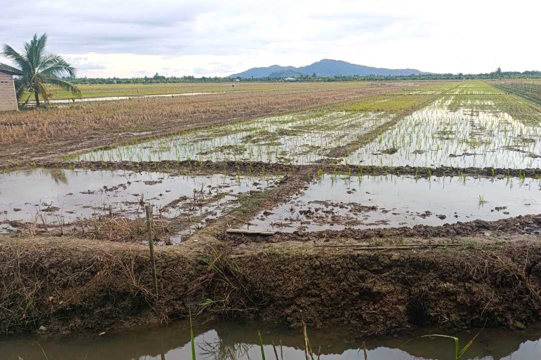 Bangun Kemandirian Pendidikan, MIS Nurul Huda Seburing Sulap Sawah Wakaf Jadi Sumber Dana Operasional
